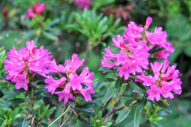 Ormangülü çiçek Letonya