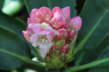 Ormangülü çiçek Letonya