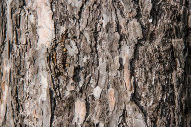 Çam ağacı kabuğu doku yakın çekim