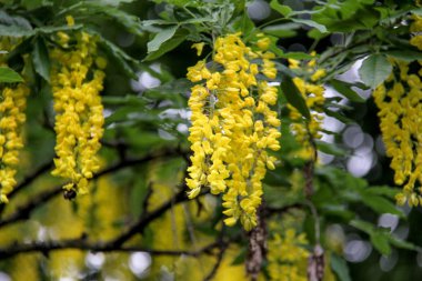  Altın zincir veya altın yağmur ağaç