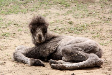 Yeni doğan deve iki gün eski