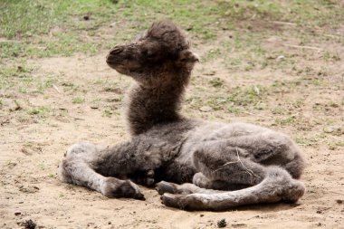 Yeni doğan deve iki gün eski