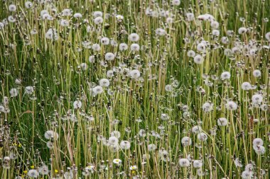 karahindiba alan beyaz çiçek arka plan