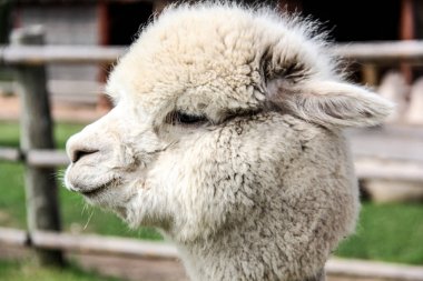 alpaka ve Lama komik saç modeli ile