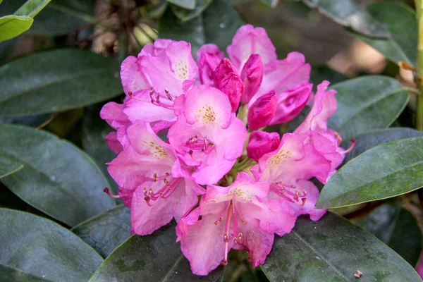 Ormangülü çiçek Letonya