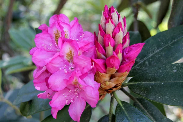 Ormangülü çiçek Letonya