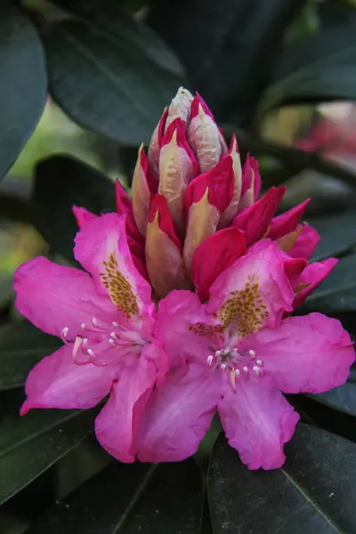 Ormangülü çiçek Letonya