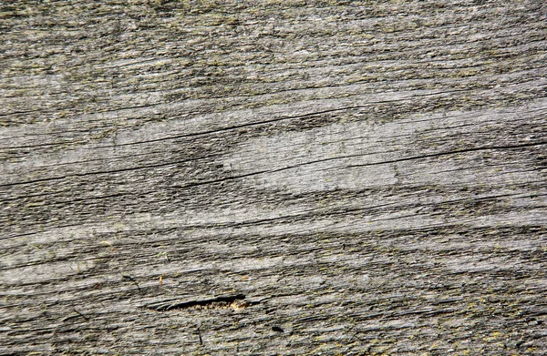 Textura de madeira velha árvore envelhecida — Fotografia de Stock