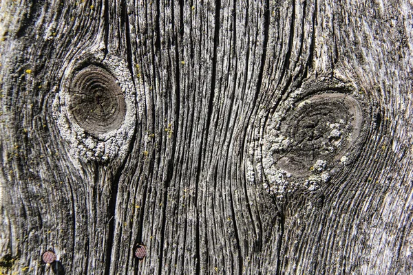 Starý strom texturu dřeva ve věku — Stock fotografie