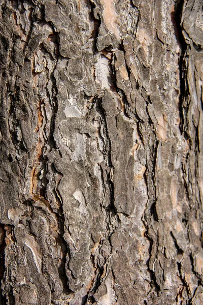 Textura Casca Árvore Pinheiro Close — Fotografia de Stock