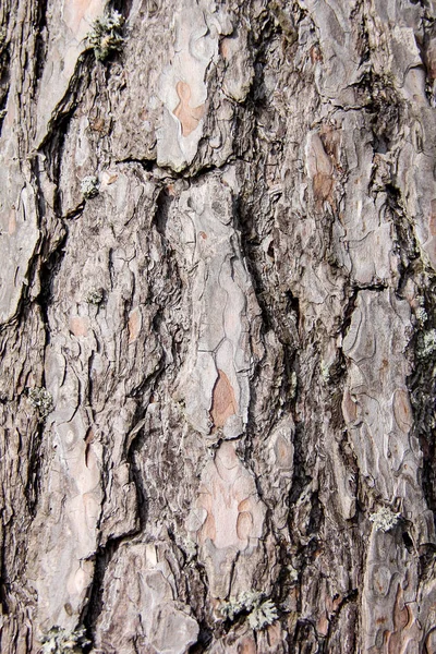 Pine Tree Schors Textuur Letland — Stockfoto