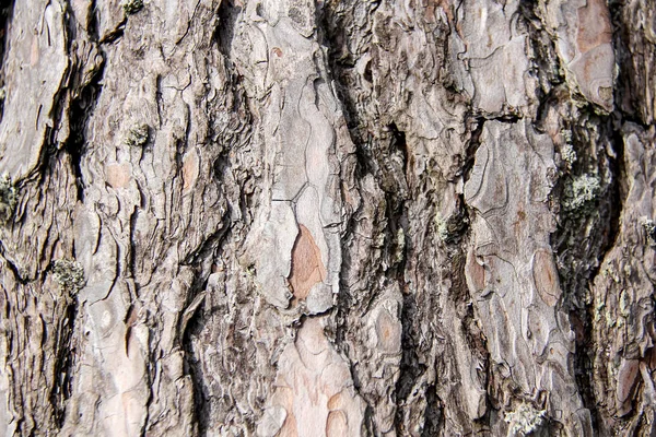 Texturou Kůry Borovice Strom Lotyšsko — Stock fotografie