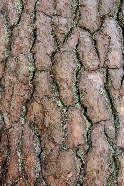 Textura Casca Árvore Pinheiro Letónia — Fotografia de Stock