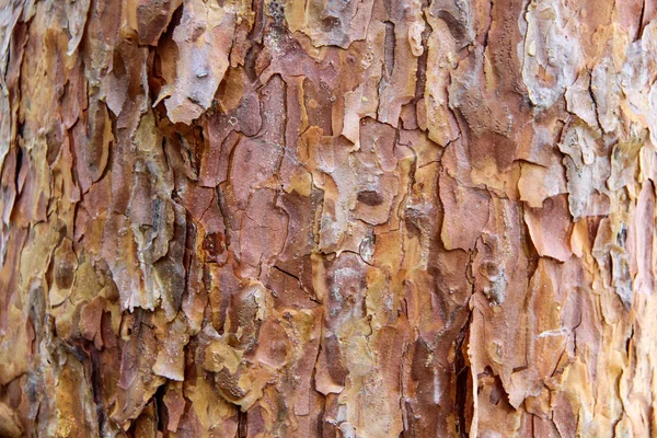 Textura Casca Árvore Pinheiro Letónia — Fotografia de Stock