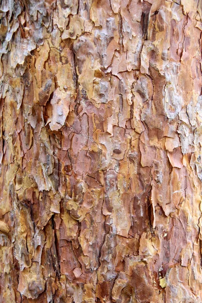 Pine Tree Schors Textuur Letland — Stockfoto