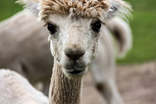 Alpaka und Lama mit lustiger Frisur — Stockfoto