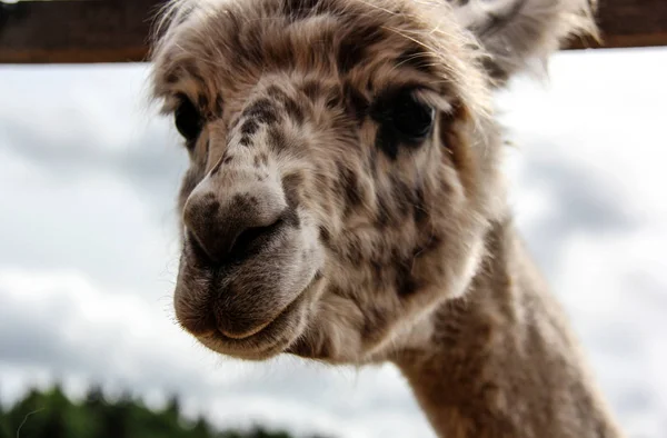 Alpaca and llama with funny hairstyle — Stock Photo, Image