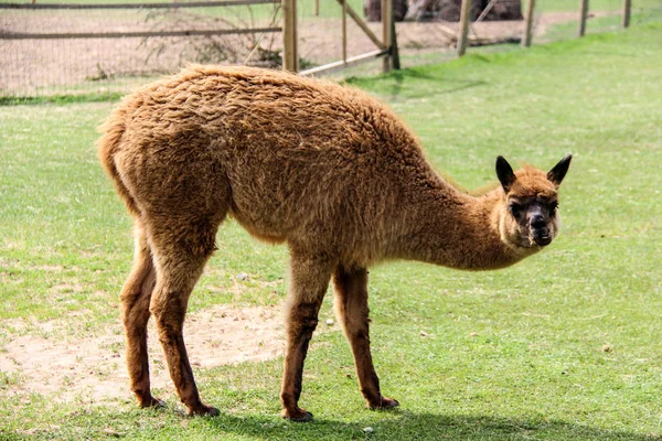 Alpaca e lama con acconciatura divertente — Foto Stock