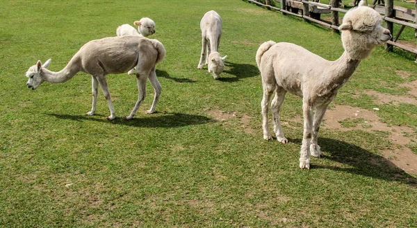 Alpaka und Lama mit lustiger Frisur — Stockfoto