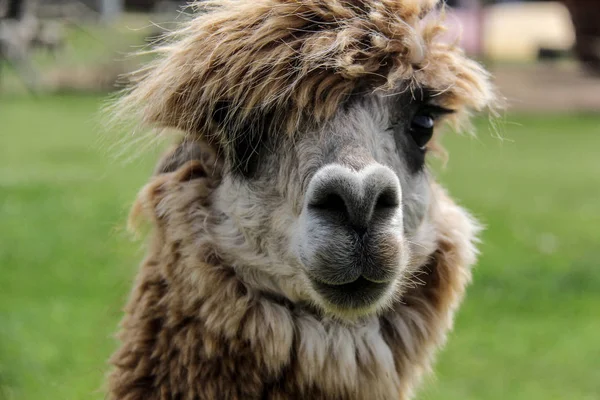 Alpaca and llama with funny hairstyle — Stock Photo, Image