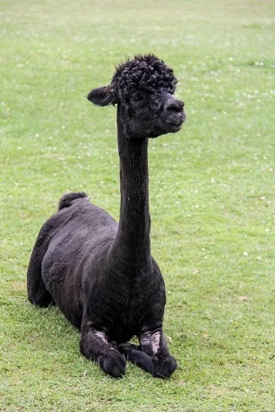 Alpaca e llama com penteado engraçado — Fotografia de Stock