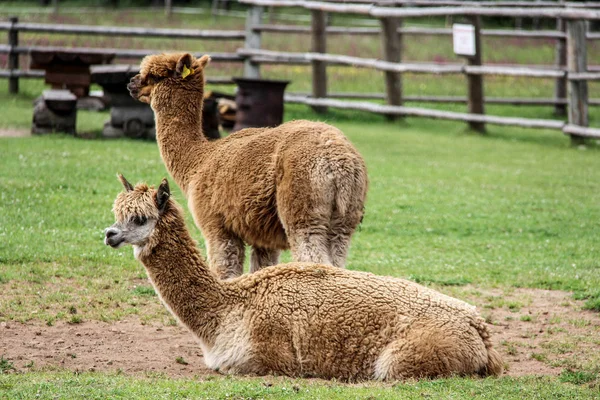 Alpaka und Lama mit lustiger Frisur — Stockfoto