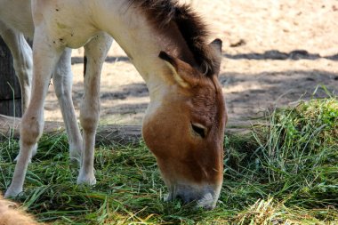  Doğu Tibet atı (Equus kiang holdereri)