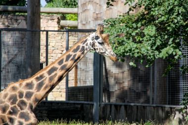 Güneşli bir gün Hayvanat Bahçesi Letonya Kordofan zürafa