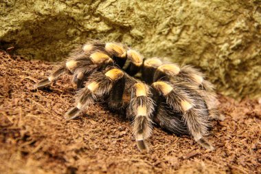 büyük örümcek tarantul