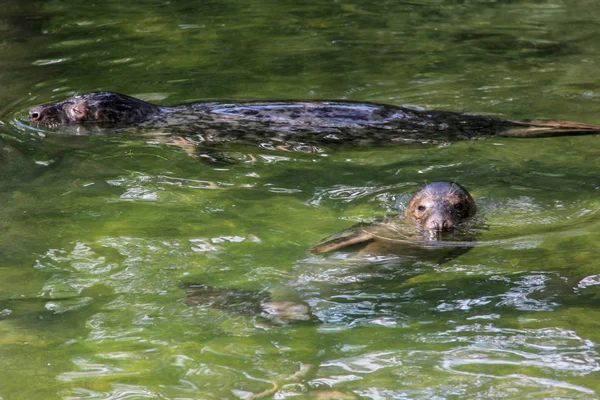 Sigilli che giocano in acqua , — Foto Stock