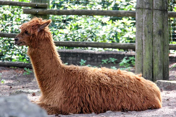 Alpaka Lama Komik Saç Modeli Ile — Stok fotoğraf