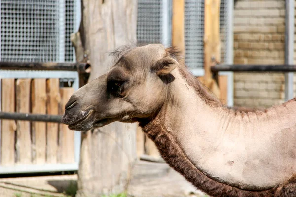 Kamel Zoo — Stockfoto