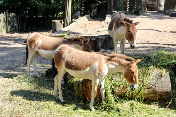 Восточный кян (Equus kiang holderi) ) — стоковое фото