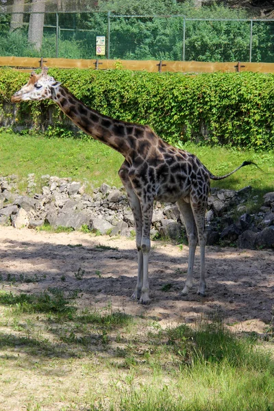 Kordofan-Giraffe im sonnigen Zoo Lettland — Stockfoto