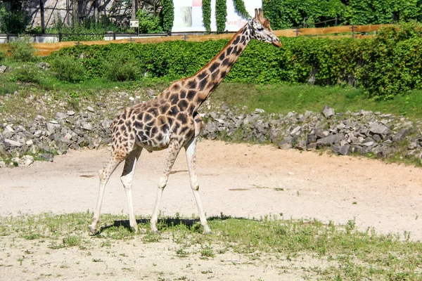 Jirafa Kordofan en día soleado zoológico Letonia — Foto de Stock