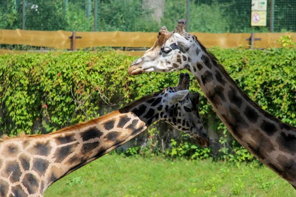 Kordofan girafa em dia ensolarado zoológico Letónia — Fotografia de Stock