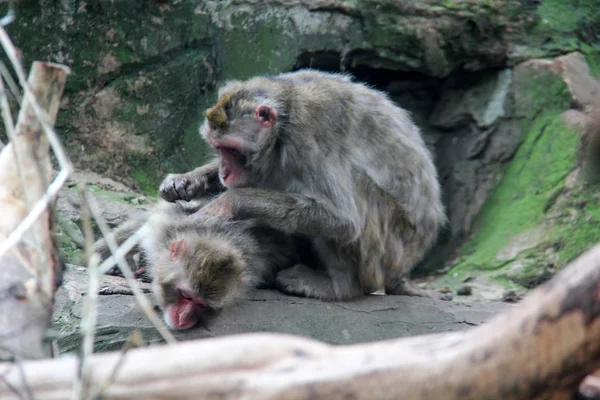 Семья обезьян в зоопарке Латвия — стоковое фото