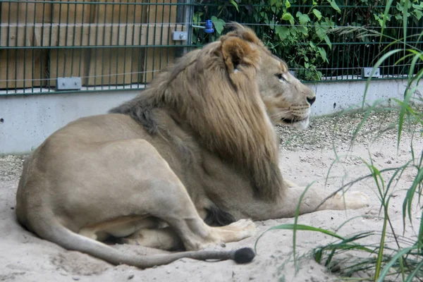 lion, african lion