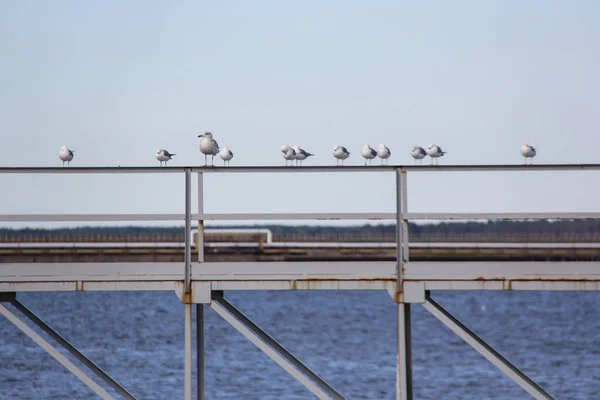 Seaguls op brug — Stockfoto