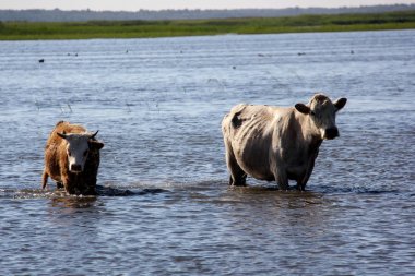 Vahşi inek Engure gölde yüzmek