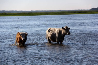 Vahşi inek Engure gölde yüzmek