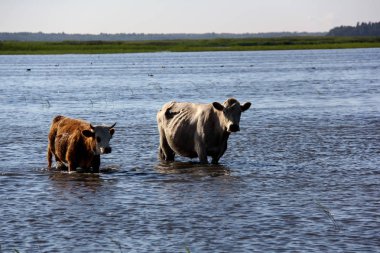 Vahşi inek Engure gölde yüzmek