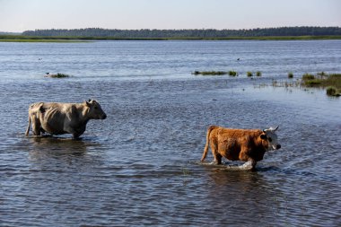 Vahşi inek Engure gölde yüzmek