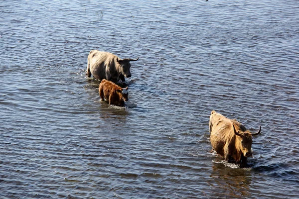 Las vacas salvajes nadan junto al lago Engure —  Fotos de Stock