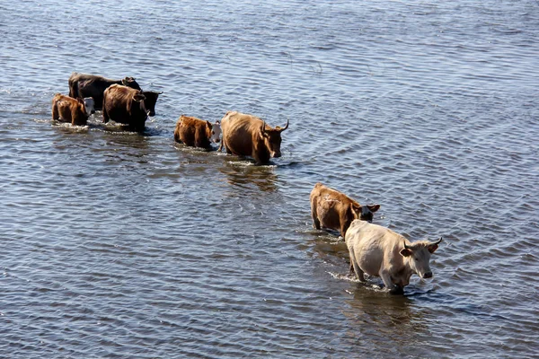 Wilde Kühe schwimmen am Engurer See — Stockfoto