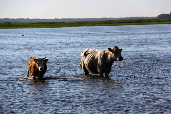 Vahşi inek Engure gölde yüzmek
