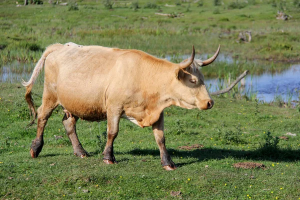 Engure göl kenarında çayırda vahşi inekler otlatma ve yemek çimen