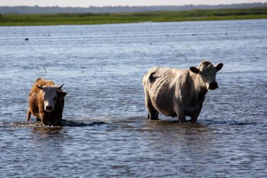 Vahşi inek Engure gölde yüzmek