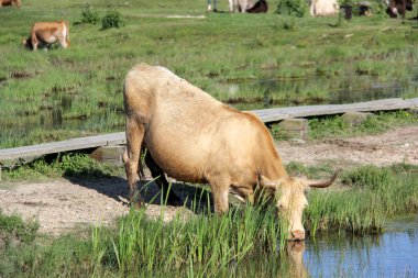 Engure göl kenarında çayırda vahşi inekler otlatma ve yemek çimen