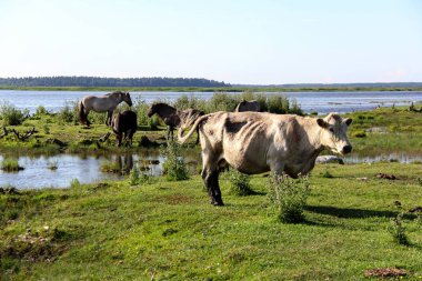  Engure Gölü ve yeşil çayır vahşi atları tarafından vahşi inek yüzmek